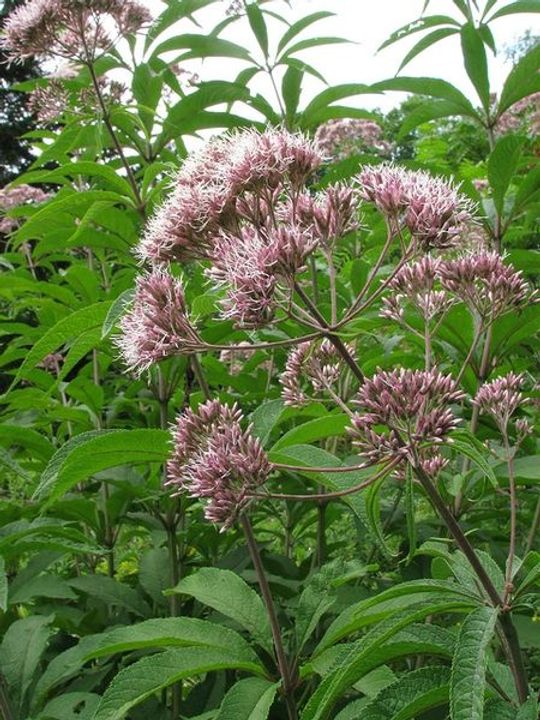 Joe-Pye Weed (Eutrochium)