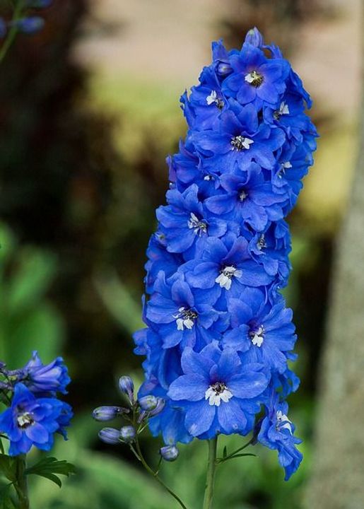 July - Larkspur