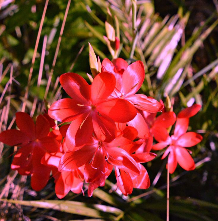 Kaffir Lily (Schizostylis coccinea)