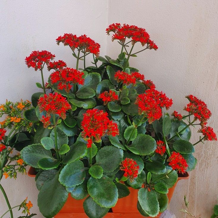 Kalanchoe