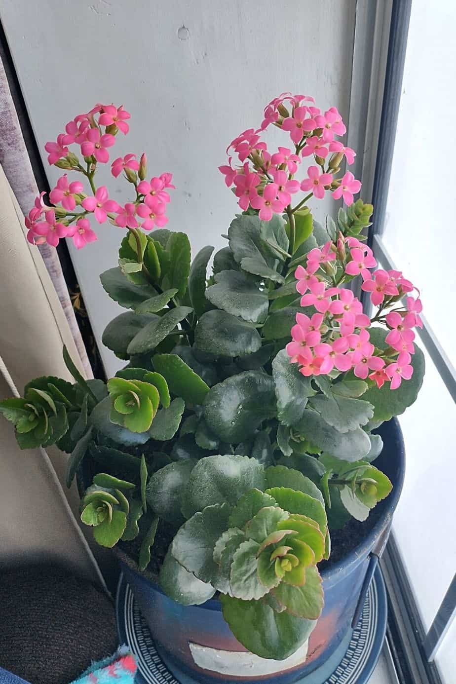 Kalanchoe