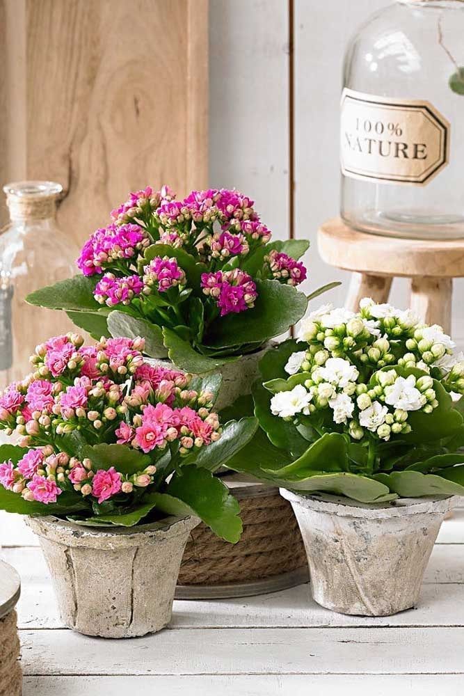 Kalanchoe