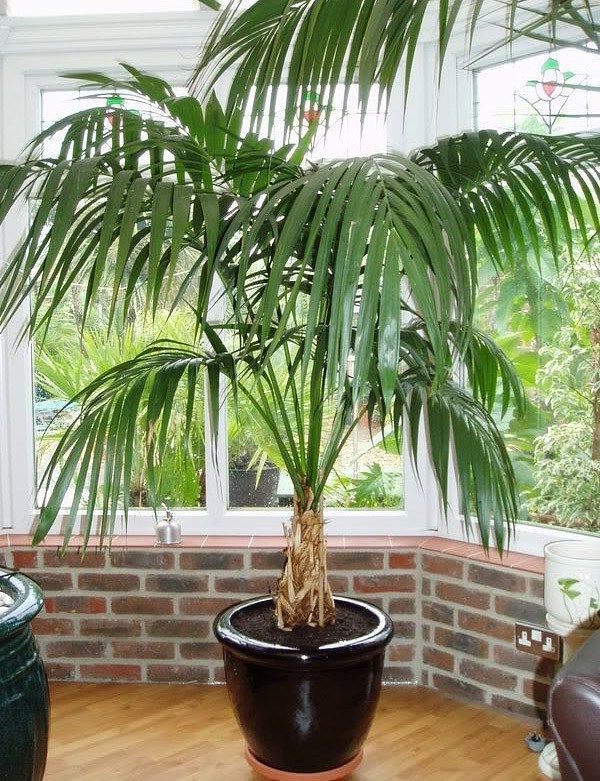 Kentia Palm