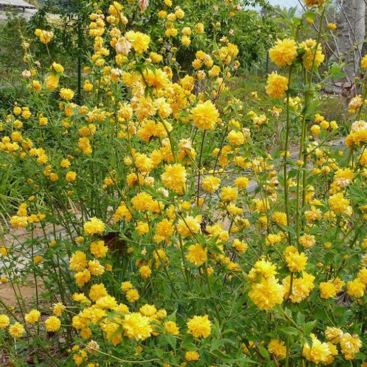 Kerria Japonica