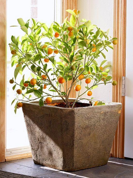 Kumquat Tree