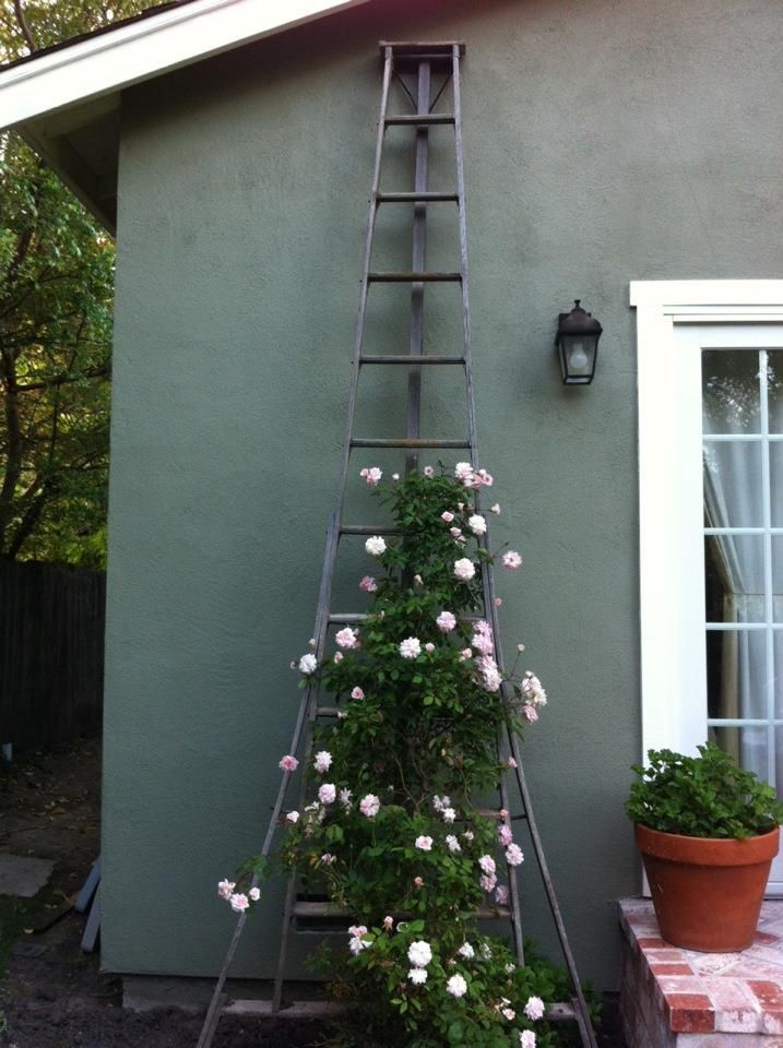 Ladder Trellis