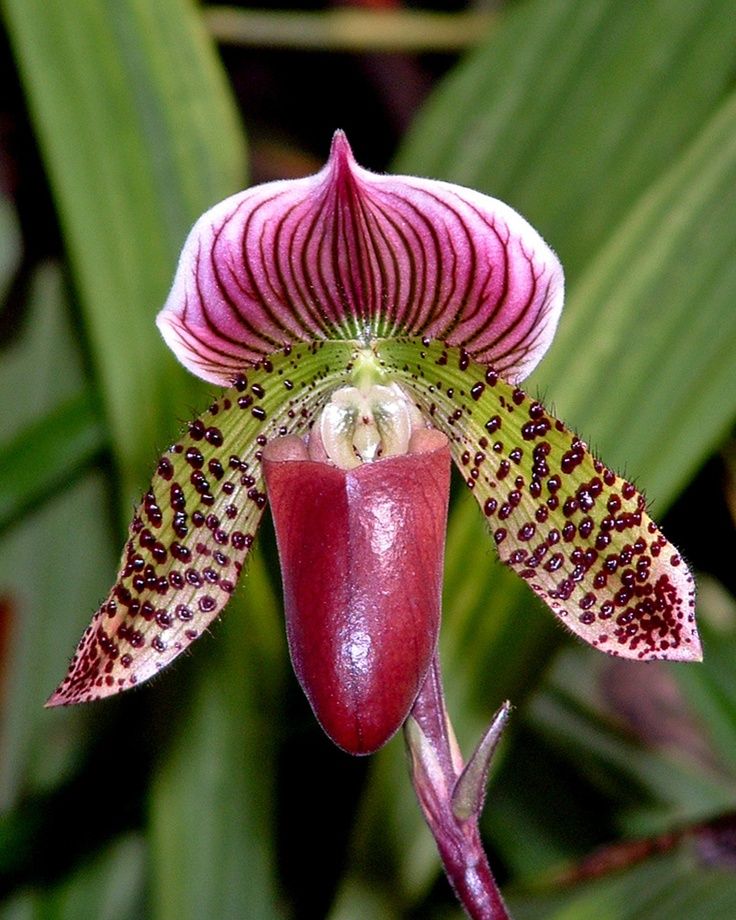 Lady's Slipper Orchid