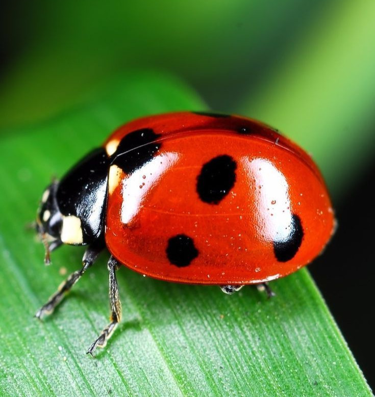 Ladybug