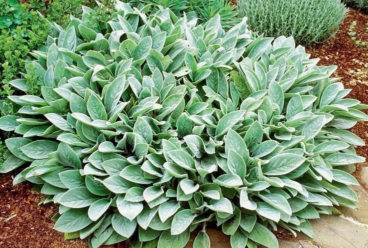 Lamb's Ear