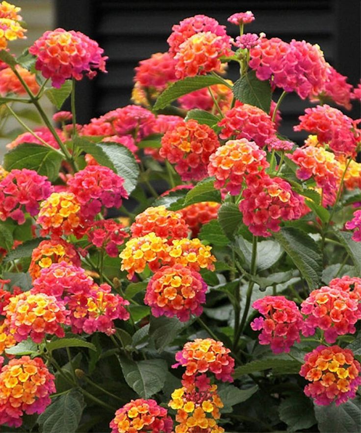 Lantana