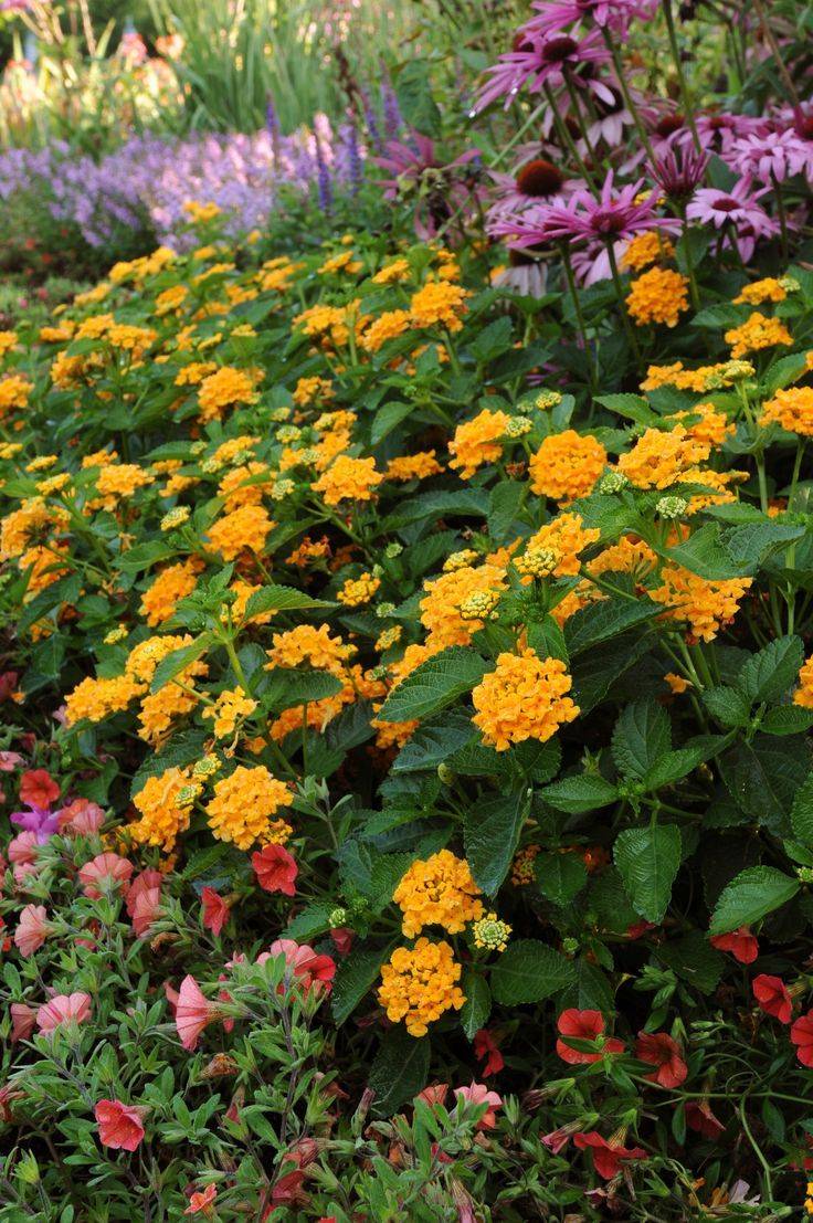 Lantana