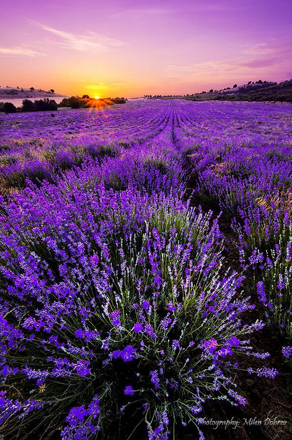 Lavender