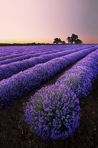 Lavender