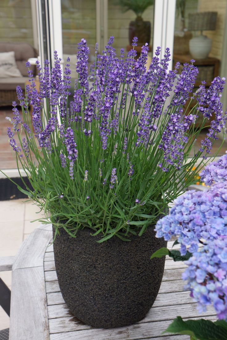 Lavender Cuttings