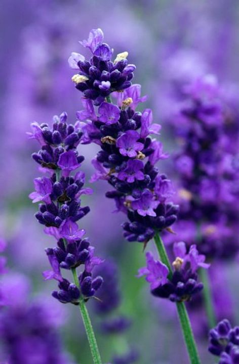 Lavender Flowers