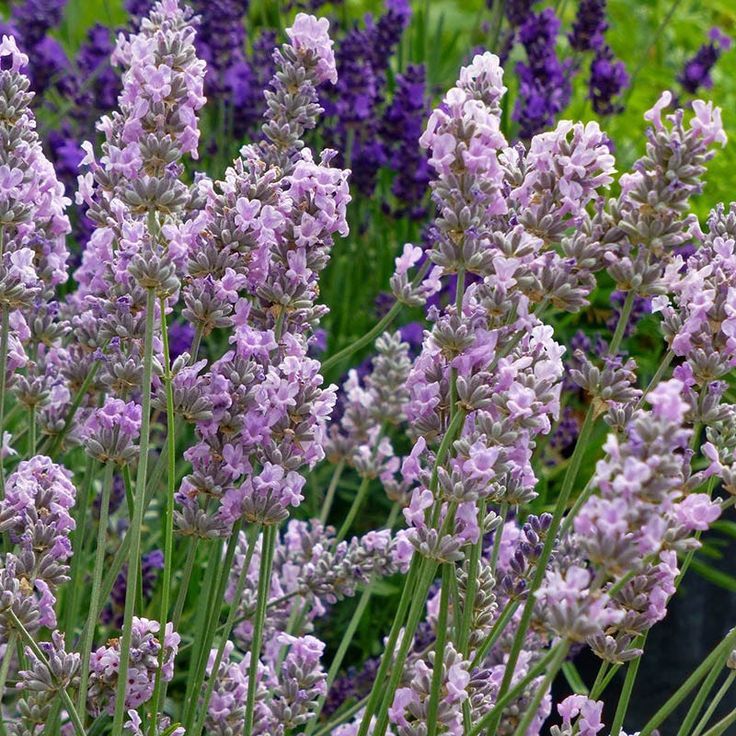 Lavender (Lavandula)