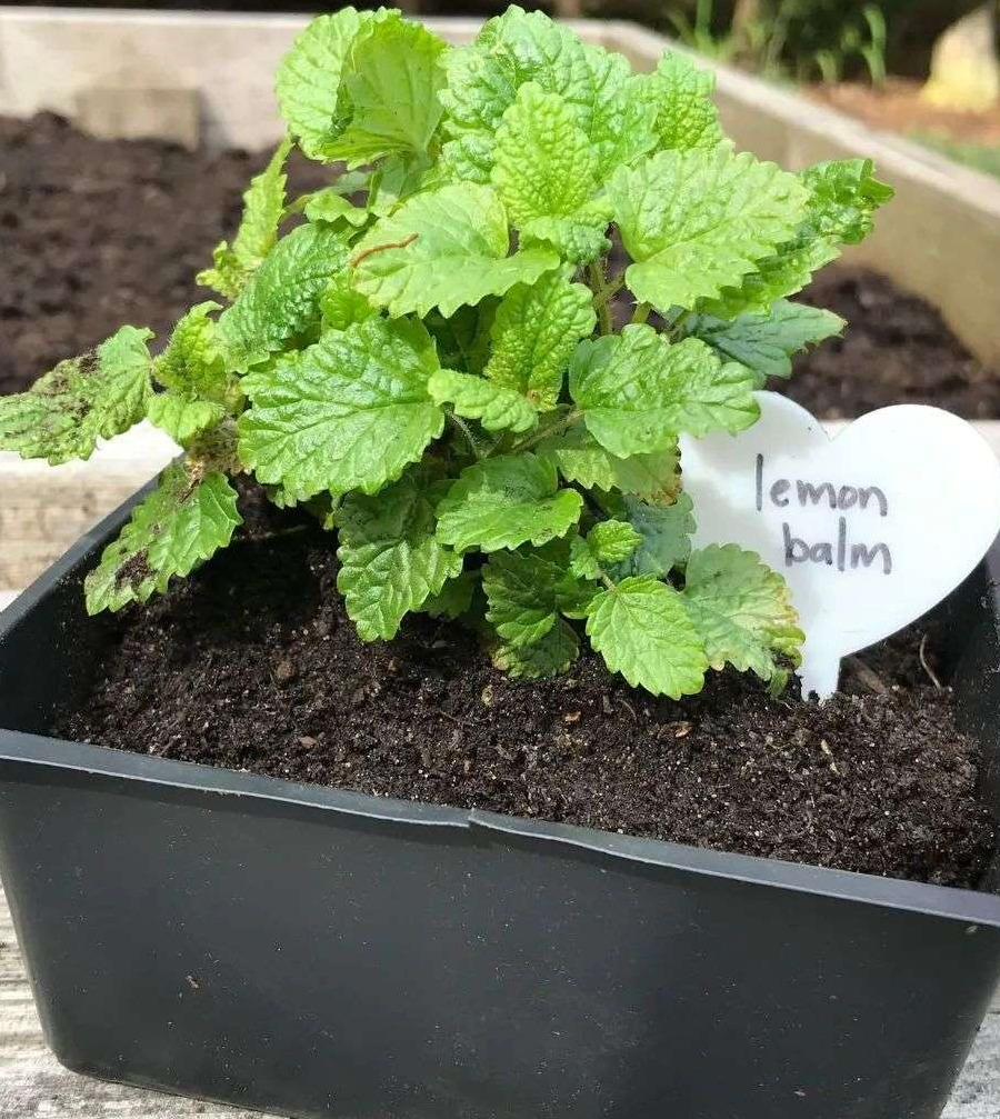 Lemon Balm