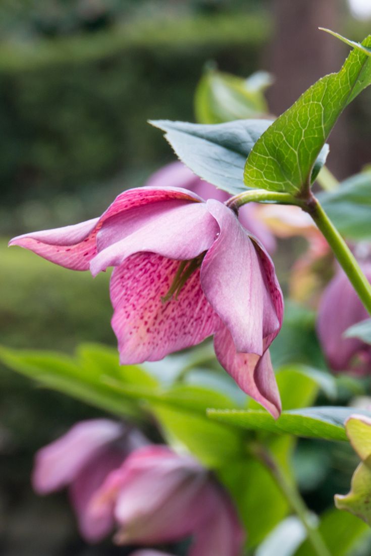 Lenten Rose