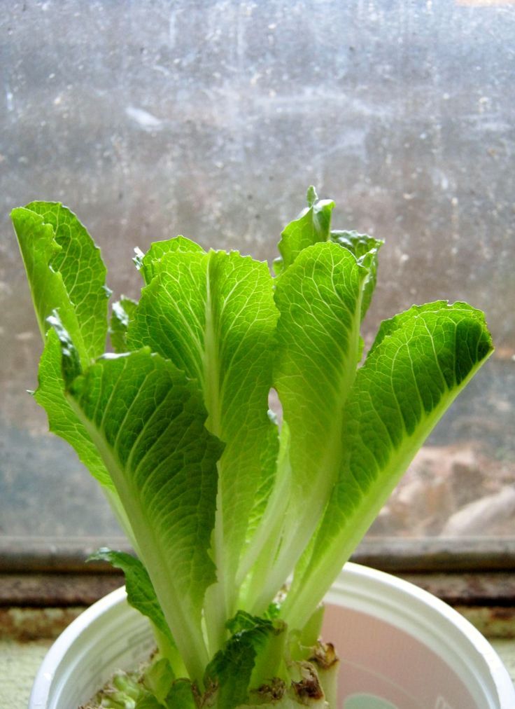 Lettuce Stump Regrowth