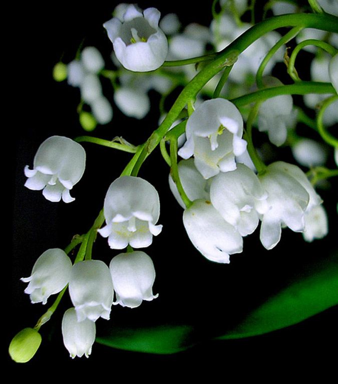 Lily of the Valley