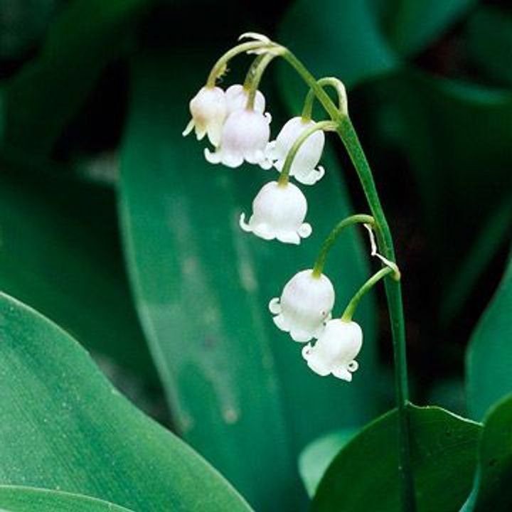 Lily of the Valley (Convallaria majalis)