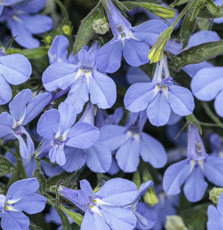 Lobelia