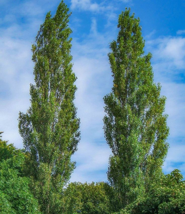 Lombardy Poplar