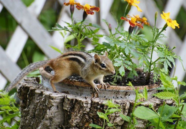 Long-term Chipmunk Management