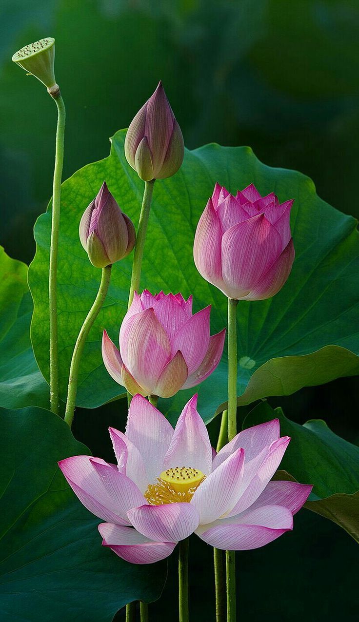 Lotus