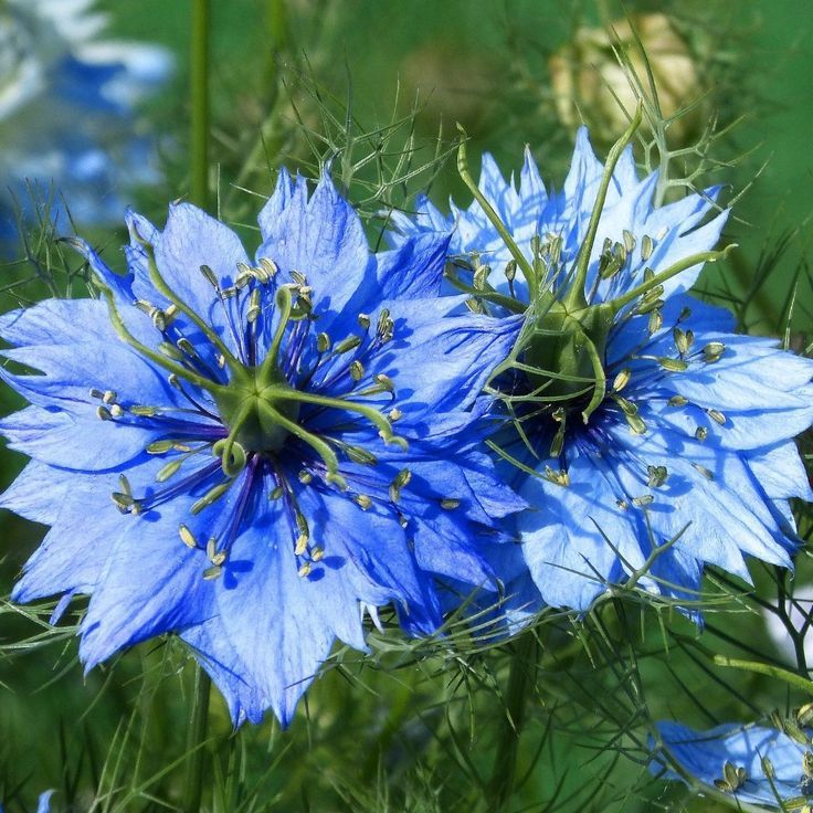 Love-in-a-Mist