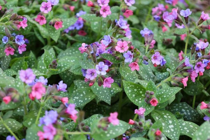 Lungwort