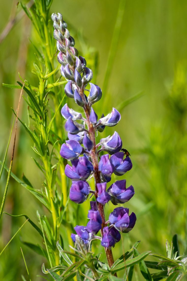 Lupine