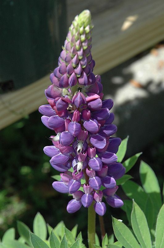 Lupine (Lupinus)