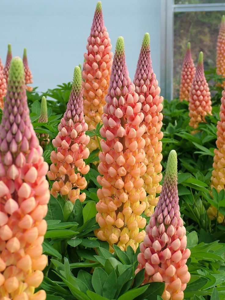 Lupine (Lupinus)