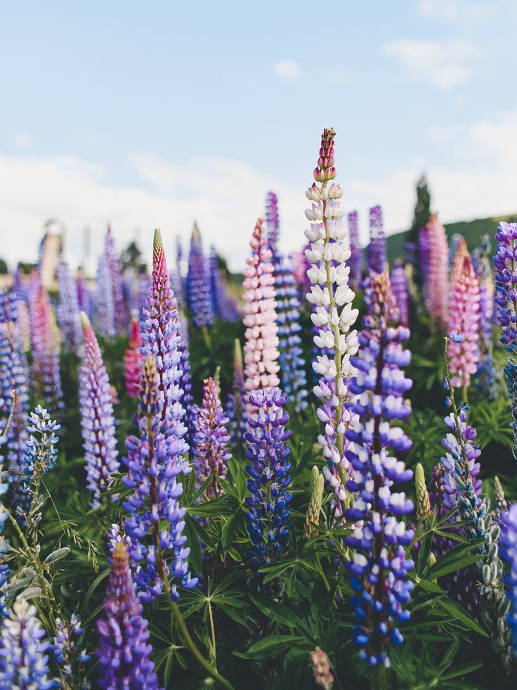 Lupines