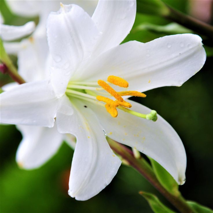 Madonna Lily