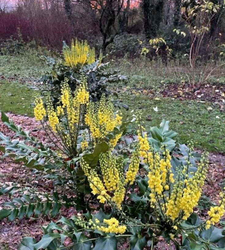 Mahonia