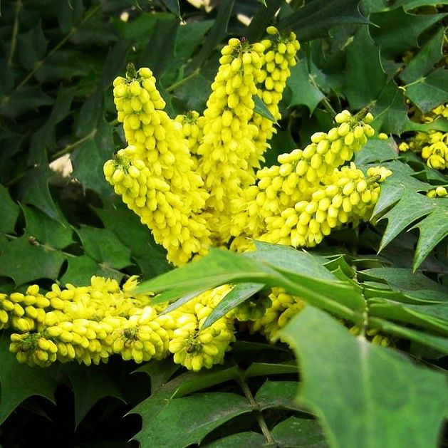 Mahonia (Mahonia japonica)