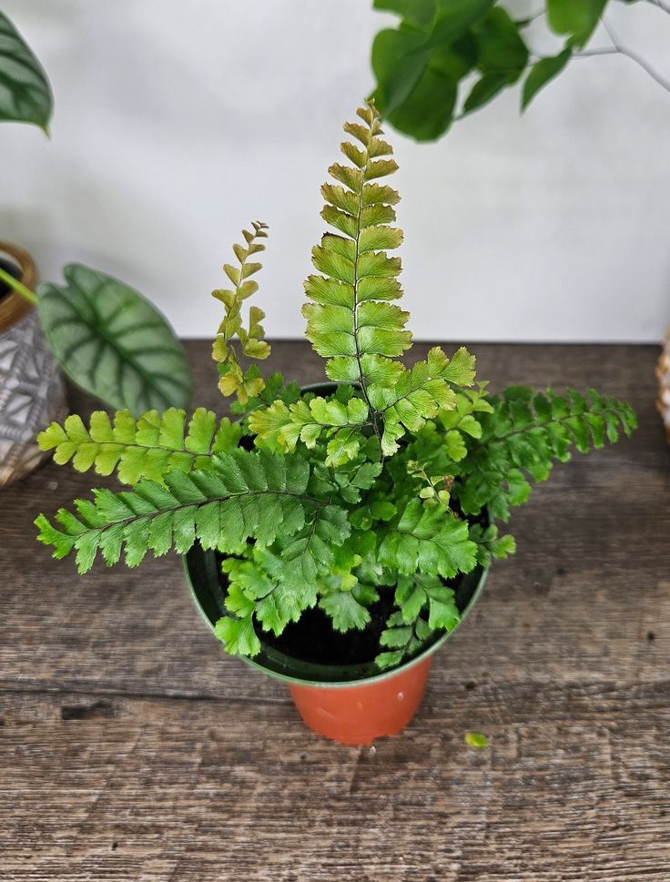 Maidenhair Fern