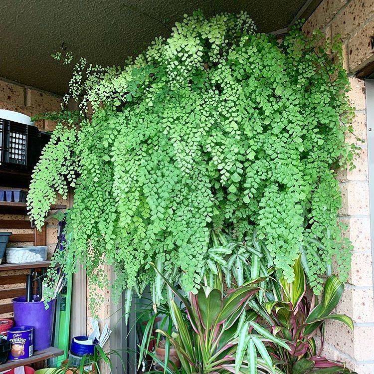 Maidenhair Fern