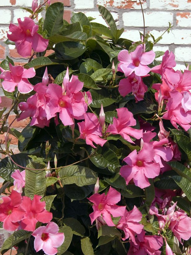 Mandevilla's Tropical Charm