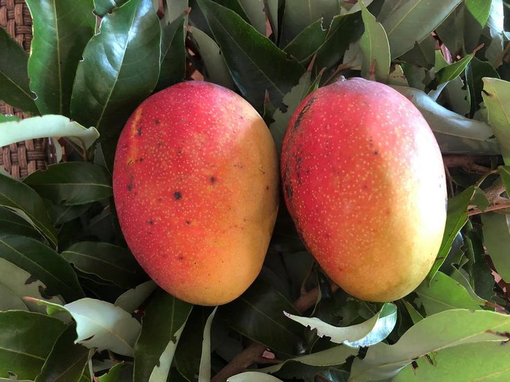 Mangoes