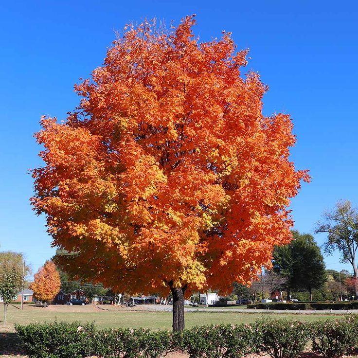 Maple Tree