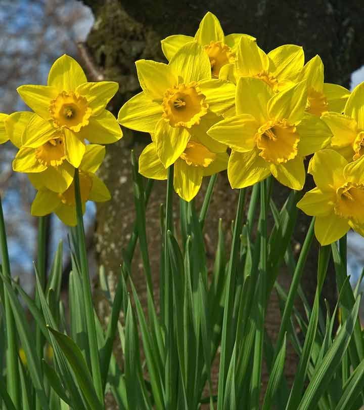 March - Daffodil