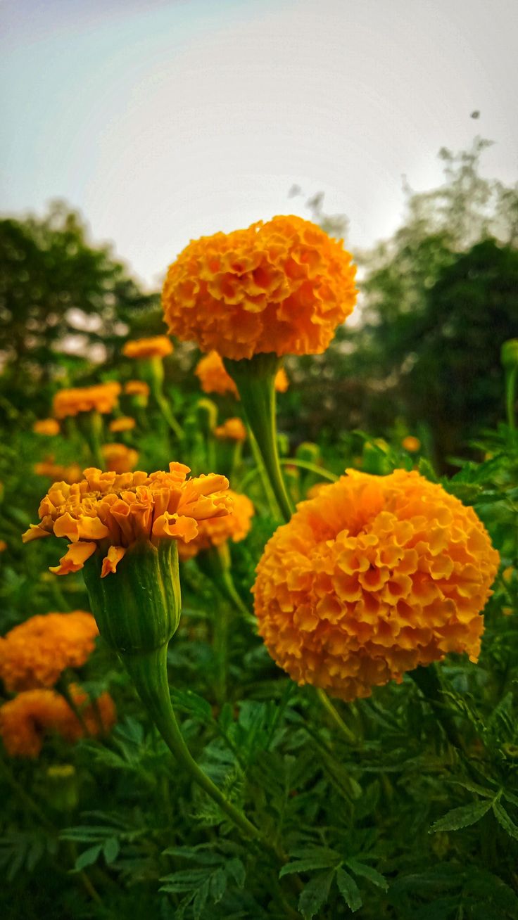 Marigold