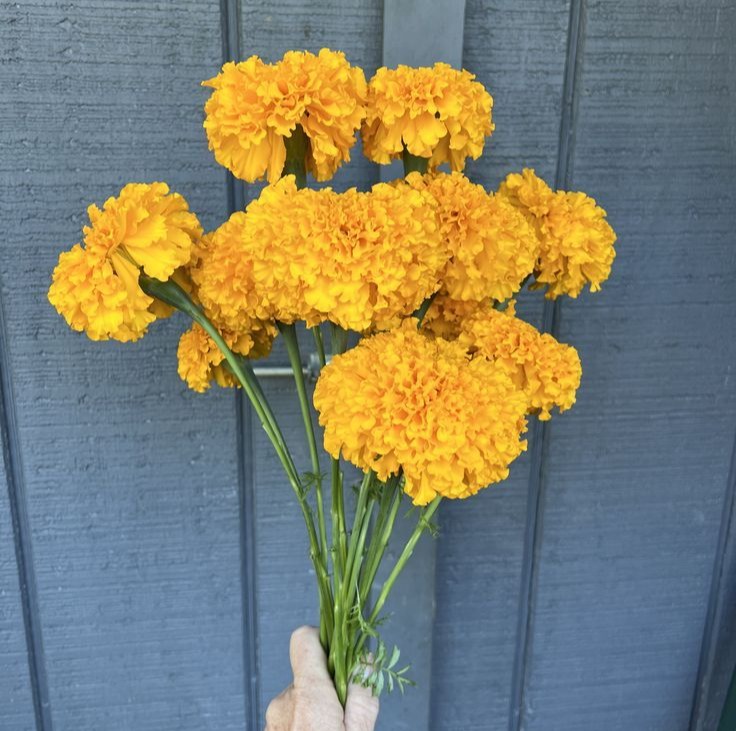 Marigolds