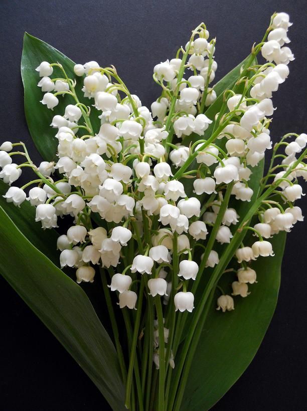 May - Lily of the Valley