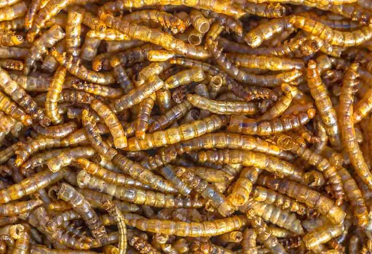 Mealworms