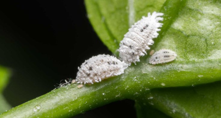 Mealybugs