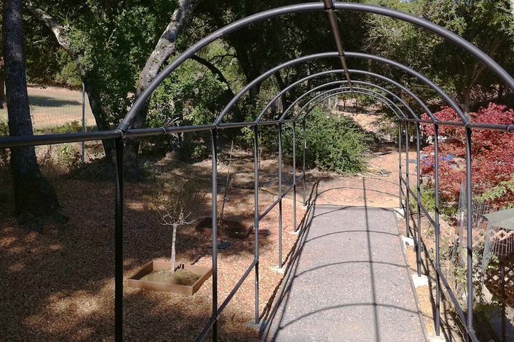 Metal Pipe Trellis